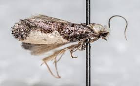 Attēlu rezultāti vaicājumam “Monopis monachella”