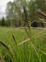 Attēlu rezultāti vaicājumam “Carex cespitosa”