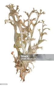 Attēlu rezultāti vaicājumam “Cetraria islandica”