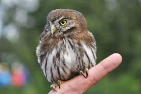 Attēlu rezultāti vaicājumam “Glaucidium passerinum”