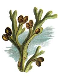 Attēlu rezultāti vaicājumam “Fucus vesiculosus”