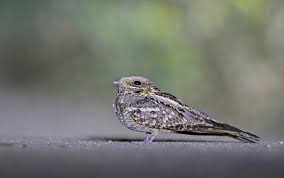 Image result for Caprimulgus ruficollis