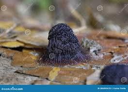 Attēlu rezultāti vaicājumam “Stemonitis fusca stalked”