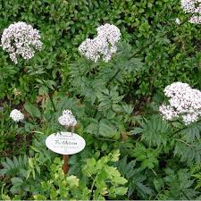 Image result for Baldrian