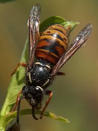 Attēlu rezultāti vaicājumam “Vespula rufa”