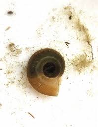 Attēlu rezultāti vaicājumam “Planorbidae”