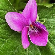 Image result for Viola odorata