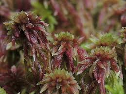 Attēlu rezultāti vaicājumam “Sphagnum capillifolium”