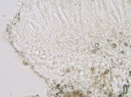 Attēlu rezultāti vaicājumam “Fellhanera subtilis”