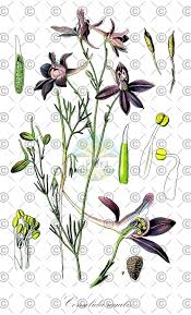 Attēlu rezultāti vaicājumam “Consolida regalis fruit”