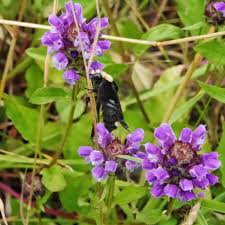 Attēlu rezultāti vaicājumam “Prunella vulgaris”
