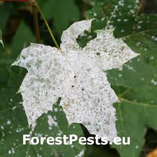 Attēlu rezultāti vaicājumam “Sawadaea tulasnei”