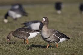 Attēlu rezultāti vaicājumam “Anser albifrons adult”