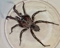 Attēlu rezultāti vaicājumam “Antrodia pulvinascens”