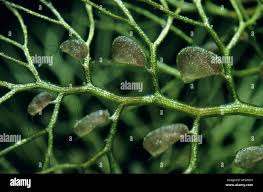 Attēlu rezultāti vaicājumam “Utricularia intermedia leaf”
