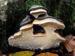 Attēlu rezultāti vaicājumam “Fomitopsis pinicola”