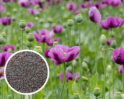 Attēlu rezultāti vaicājumam “Papaver somniferum flower”