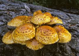 Attēlu rezultāti vaicājumam “Pholiota aurivella”