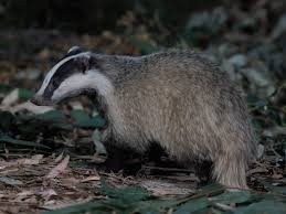 Attēlu rezultāti vaicājumam “Meles meles”