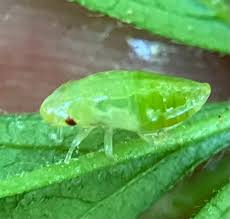 Attēlu rezultāti vaicājumam “Philaenus spumarius nymph”