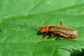 Attēlu rezultāti vaicājumam “Cantharis figurata”