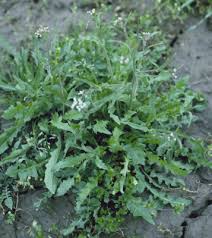 Attēlu rezultāti vaicājumam “Capsella bursa-pastoris leaf”