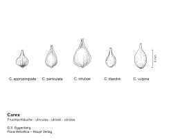Attēlu rezultāti vaicājumam “Carex appropinquata fruit”