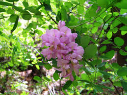 Attēlu rezultāti vaicājumam “Robinia neomexicana”