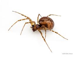 Attēlu rezultāti vaicājumam “Neriene montana”