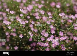 Attēlu rezultāti vaicājumam “Gypsophila muralis”