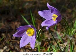 Attēlu rezultāti vaicājumam “Pulsatilla pratensis leaf”