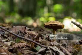 Attēlu rezultāti vaicājumam “Xerocomus chrysenteron”