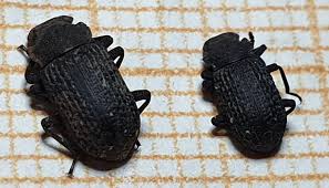 Attēlu rezultāti vaicājumam “Bolitophagus reticulatus”