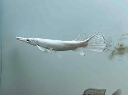 Image result for Atractosteus spatula