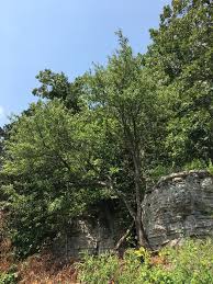 Attēlu rezultāti vaicājumam “Lycogala botrydium sessile”