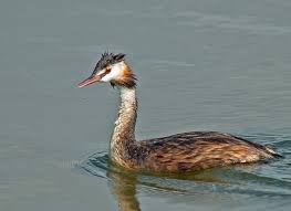 Attēlu rezultāti vaicājumam “Podiceps cristatus adult”