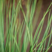 Attēlu rezultāti vaicājumam “Juncus inflexus”