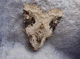 Attēlu rezultāti vaicājumam “Pseudeustrotia candidula”