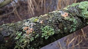 Attēlu rezultāti vaicājumam “Erythricium aurantiacum”