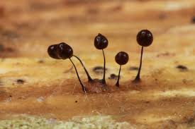 Attēlu rezultāti vaicājumam “Colloderma oculatum macro”