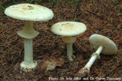 Attēlu rezultāti vaicājumam “Amanita citrina”