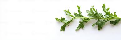 Attēlu rezultāti vaicājumam “Lactuca sativa”