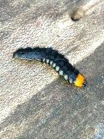 Attēlu rezultāti vaicājumam “Lygistopterus sanguineus larva”