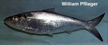Image result for Alosa chrysochloris