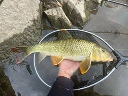 Image result for Moxostoma carinatum