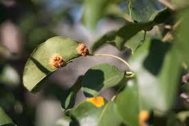 Attēlu rezultāti vaicājumam “Gymnosporangium sabinae”