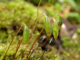 Attēlu rezultāti vaicājumam “Bryum caespiticium sporophyte”
