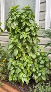 Attēlu rezultāti vaicājumam “Anthyllis maritima leaf”