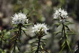 Attēlu rezultāti vaicājumam “Ledum palustre flower”