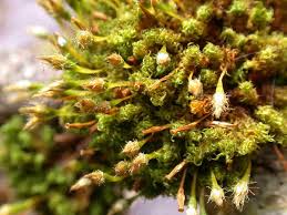 Attēlu rezultāti vaicājumam “Ulota crispa sporophyte”